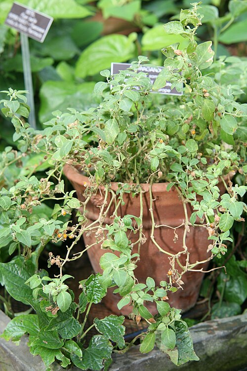Ashwagandha: qué es, para qué sirve y cómo tomarla
